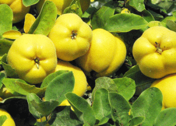 Peki Ayvayı Yersek Ne Olur?