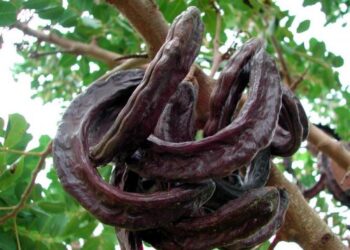 Keçiboynuzunun Harikalar Diyarı