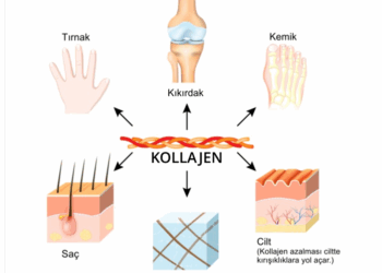 Kolajen Nedir? Faydaları Nelerdir? Kolajen Üretimi İçin Nasıl Beslenilmelidir?