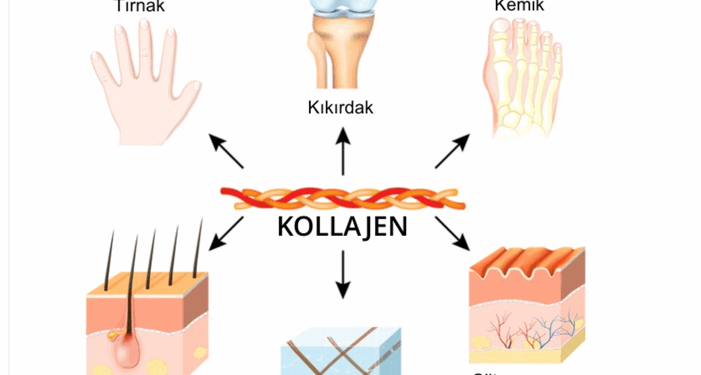 Kolajen Nedir? Faydaları Nelerdir? Kolajen Üretimi İçin Nasıl Beslenilmelidir?